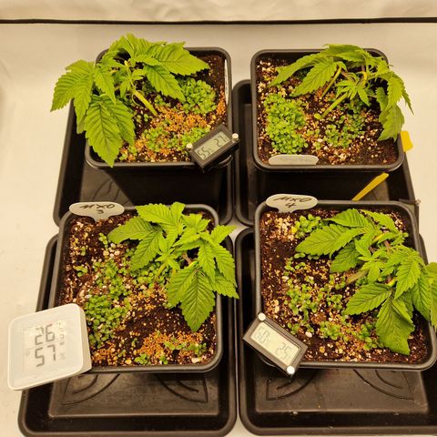 Mimosa x Orange Punch growlog timeline photo