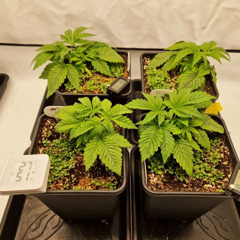 Mimosa x Orange Punch growlog timeline photo