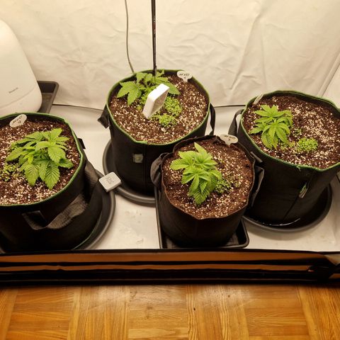 Mimosa x Orange Punch growlog timeline photo