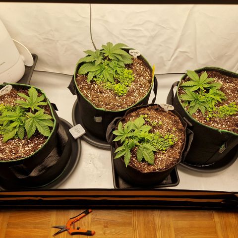 Mimosa x Orange Punch growlog timeline photo