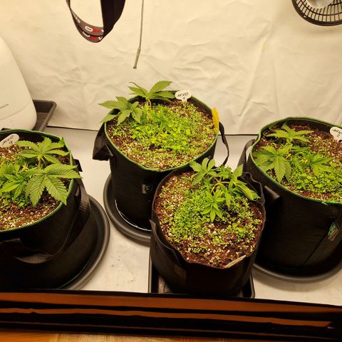 Mimosa x Orange Punch growlog timeline photo