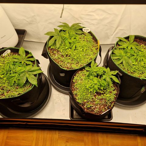 Mimosa x Orange Punch growlog timeline photo