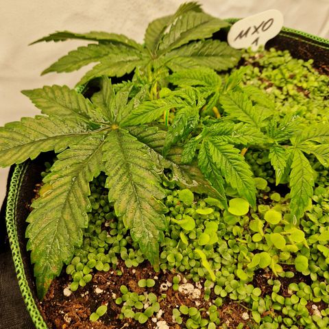 Mimosa x Orange Punch growlog timeline photo