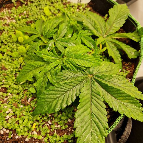 Mimosa x Orange Punch growlog timeline photo