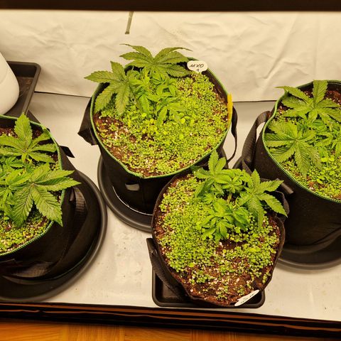 Mimosa x Orange Punch growlog timeline photo