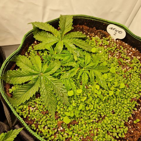 Mimosa x Orange Punch growlog timeline photo