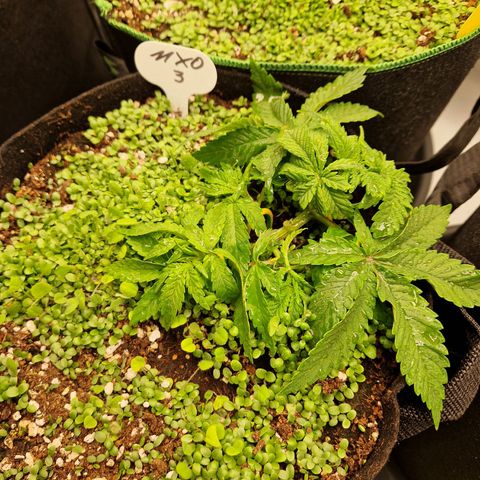 Mimosa x Orange Punch growlog timeline photo