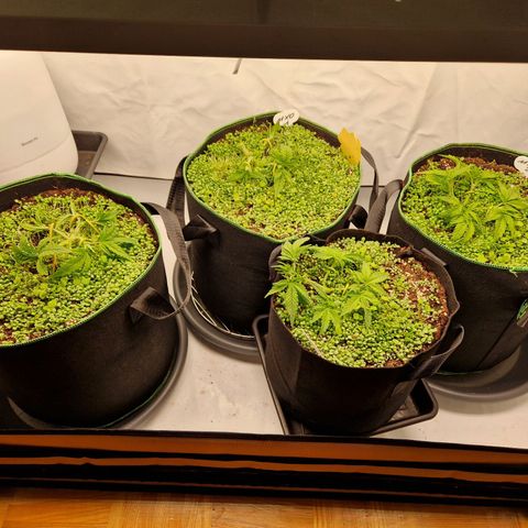 Mimosa x Orange Punch growlog timeline photo