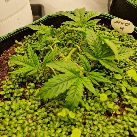 Mimosa x Orange Punch growlog timeline photo