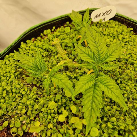 Mimosa x Orange Punch growlog timeline photo