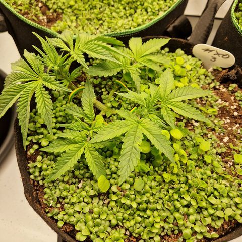 Mimosa x Orange Punch growlog timeline photo