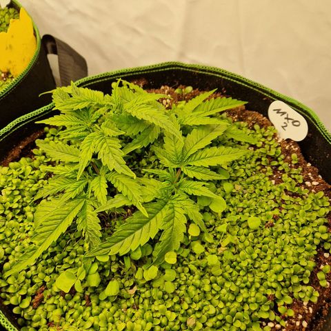 Mimosa x Orange Punch growlog timeline photo