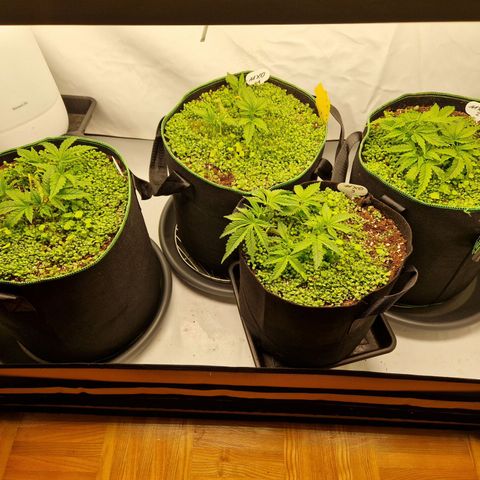 Mimosa x Orange Punch growlog timeline photo
