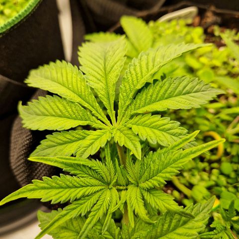 Mimosa x Orange Punch growlog timeline photo
