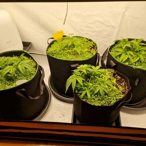 Mimosa x Orange Punch growlog timeline photo