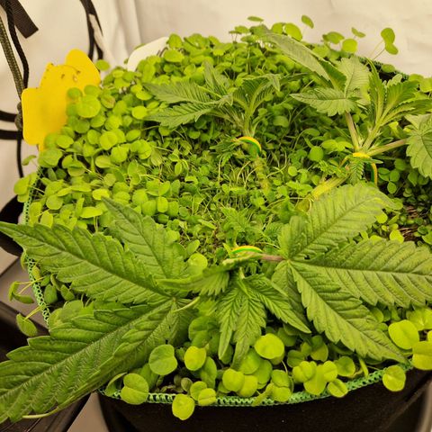Mimosa x Orange Punch growlog timeline photo
