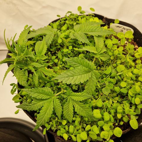 Mimosa x Orange Punch growlog timeline photo