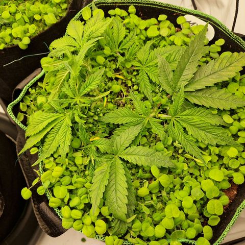 Mimosa x Orange Punch growlog timeline photo
