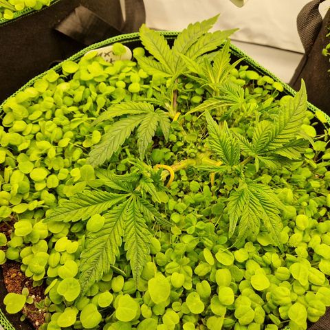 Mimosa x Orange Punch growlog timeline photo