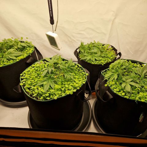 Mimosa x Orange Punch growlog timeline photo