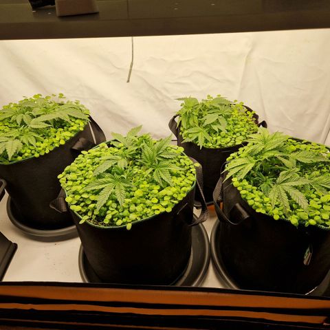 Mimosa x Orange Punch growlog timeline photo