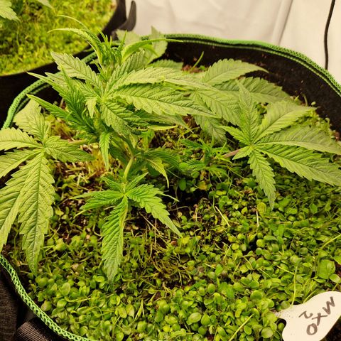 Mimosa x Orange Punch growlog timeline photo