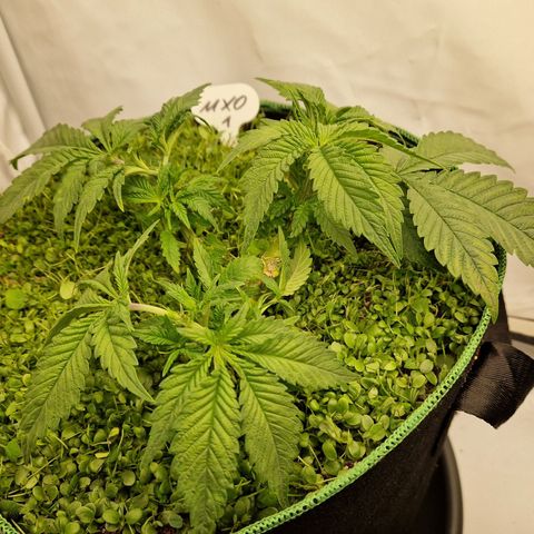 Mimosa x Orange Punch growlog timeline photo