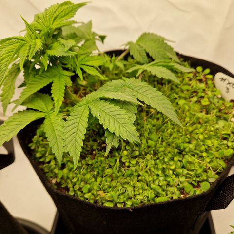 Mimosa x Orange Punch growlog timeline photo