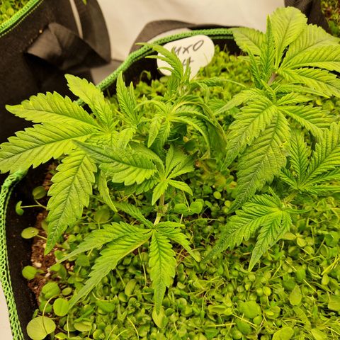 Mimosa x Orange Punch growlog timeline photo