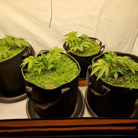Mimosa x Orange Punch growlog timeline photo