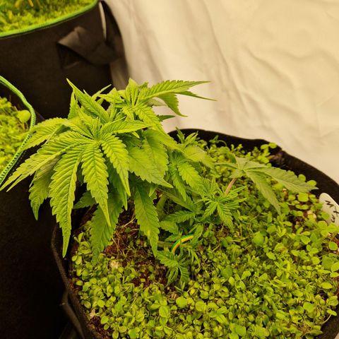 Mimosa x Orange Punch growlog timeline photo