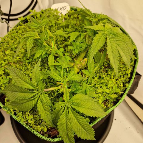Mimosa x Orange Punch growlog timeline photo