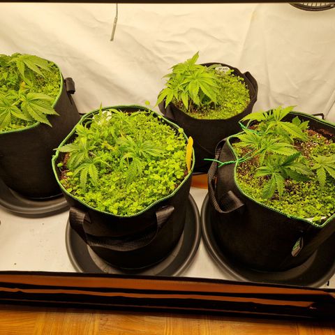 Mimosa x Orange Punch growlog timeline photo
