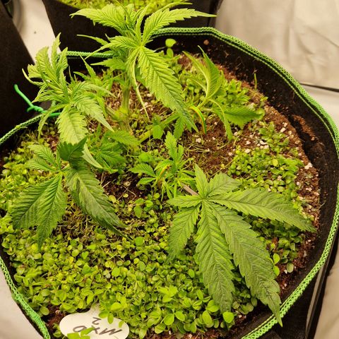 Mimosa x Orange Punch growlog timeline photo