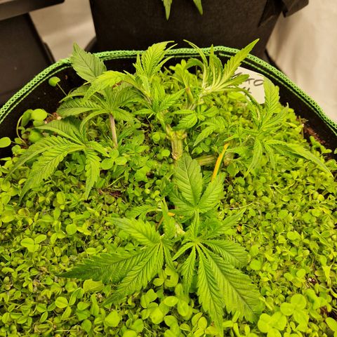 Mimosa x Orange Punch growlog timeline photo