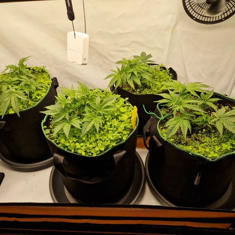 Mimosa x Orange Punch growlog timeline photo