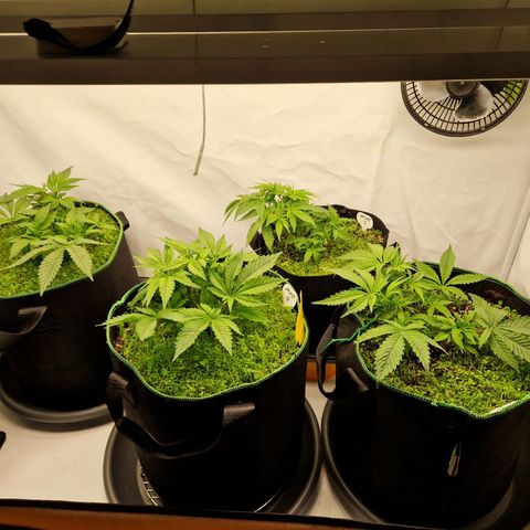 Mimosa x Orange Punch growlog timeline photo