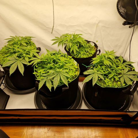 Mimosa x Orange Punch growlog timeline photo
