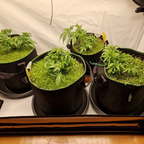 Mimosa x Orange Punch growlog timeline photo