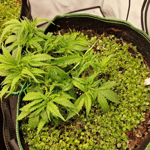 Mimosa x Orange Punch growlog timeline photo