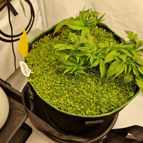Mimosa x Orange Punch growlog timeline photo