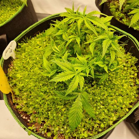 Mimosa x Orange Punch growlog timeline photo