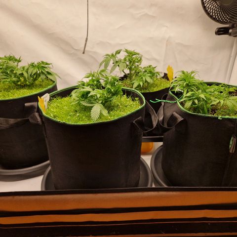 Mimosa x Orange Punch growlog timeline photo