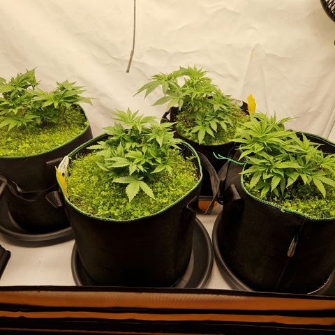 Mimosa x Orange Punch growlog timeline photo