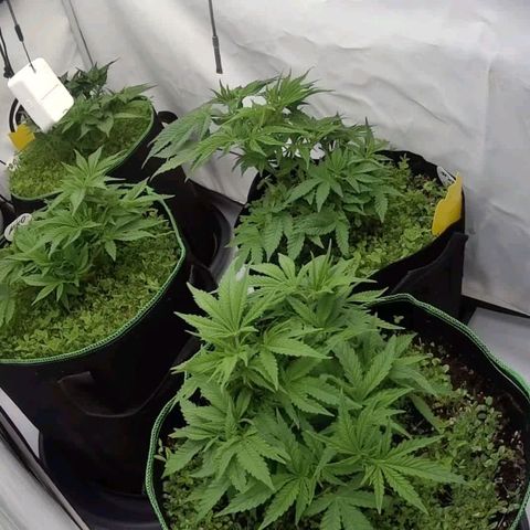 Mimosa x Orange Punch growlog timeline photo