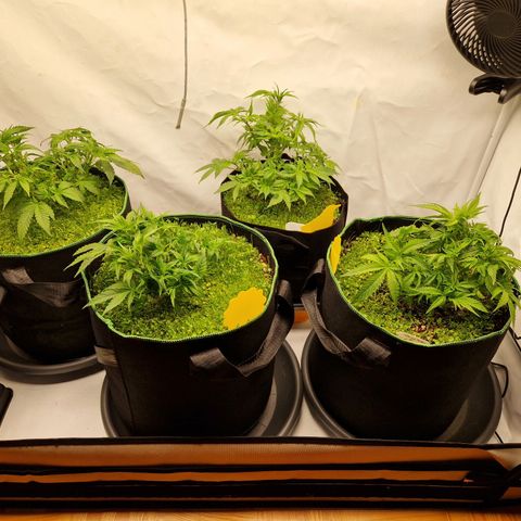 Mimosa x Orange Punch growlog timeline photo