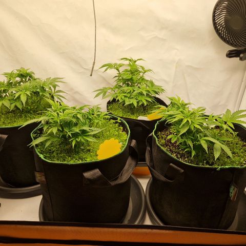 Mimosa x Orange Punch growlog timeline photo