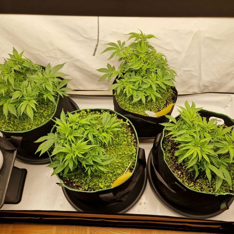 Mimosa x Orange Punch growlog timeline photo