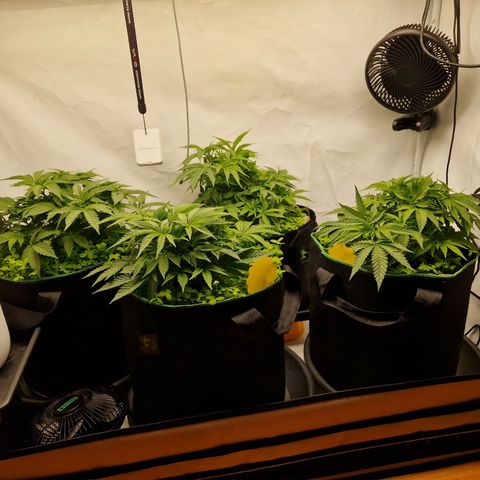 Mimosa x Orange Punch growlog timeline photo