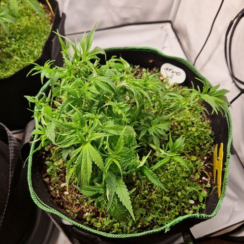 Mimosa x Orange Punch growlog timeline photo